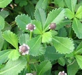 3V Products Poduthalai Powder - 100 gms image 2