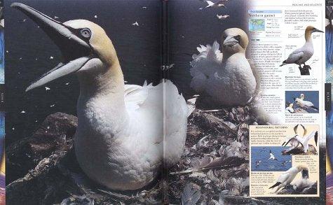 Animal: The definitive visual guide to the world's wildlife Hardcover image 3