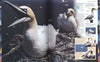 Animal: The definitive visual guide to the world's wildlife Hardcover