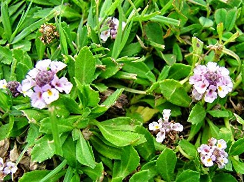 3V Products Poduthalai Powder - 100 gms image 3