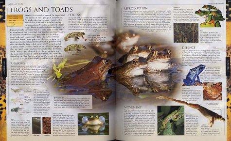 Animal: The definitive visual guide to the world's wildlife Hardcover image 5