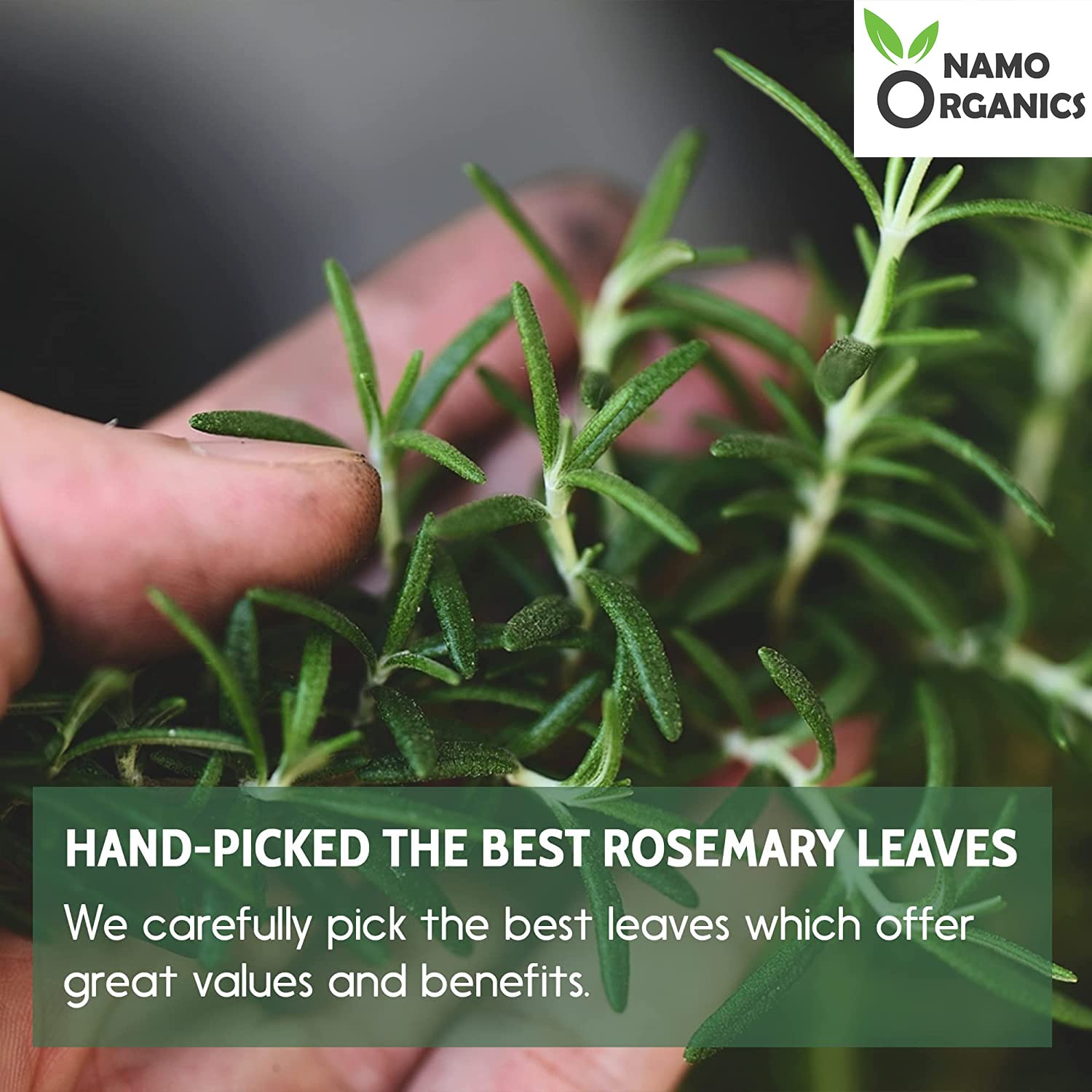 Namo Organics Rosemary Dried Leaves-50gm image 4