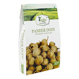 Yuvika Paneer Dodi - Paneer Ke Phool - Withania Coagulan