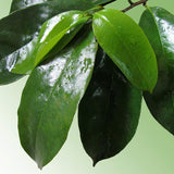 Alavi's Soursop / Graviola 240 Dry Leaves with Stems Powder - 130 gms - Pack of 3 image 3