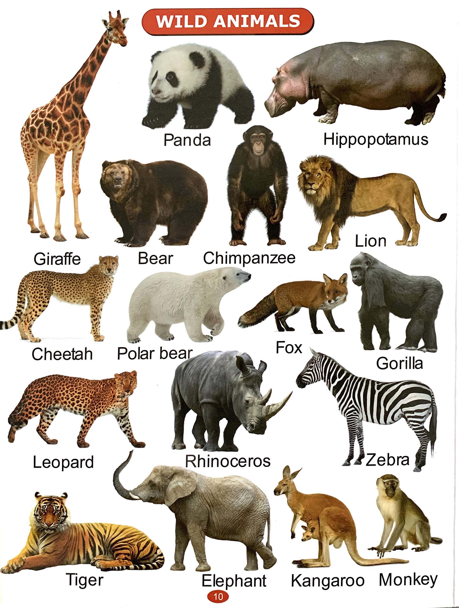 All In One Picture Book (For Ages 1-4) – Scholars Hub (image 7)