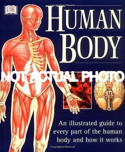 Human Body - Heart And Circulatory System: Knowledge Encyclopedia For Childre... image 8