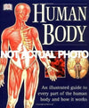Human Body - Heart And Circulatory System: Knowledge Encyclopedia For Childre...