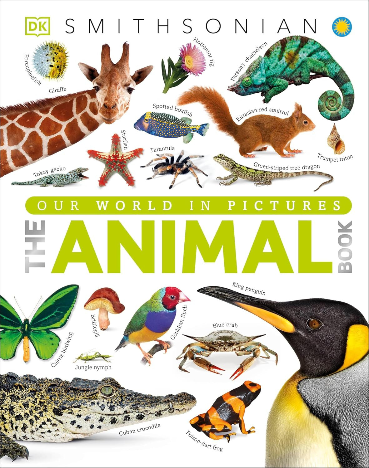 Animals - Mammals : Knowledge Encyclopedia For Children - Wonder House Books ... image 8